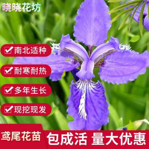 蓝花鸢尾花苗黄菖蒲庭院绿化花苗