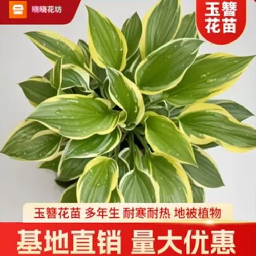 玉簪花苗地被花卉庭院阳台多年生