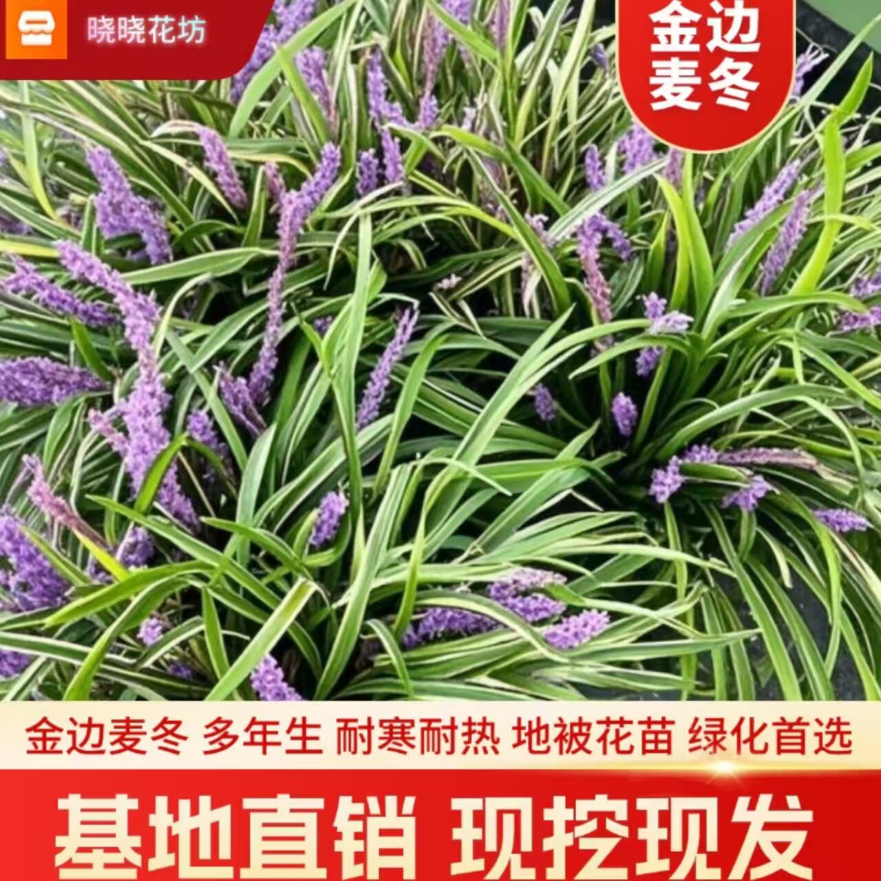 金边麦冬玉龙草阔叶苗庭院绿化四季常青耐寒耐阴植物矮麦冬玉龙草