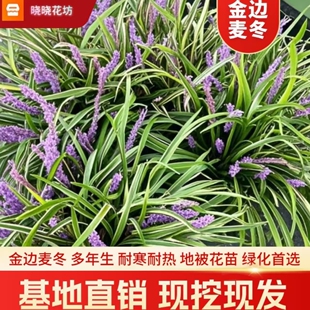 金边麦冬玉龙草阔叶苗庭院绿化四季常青耐寒耐阴植物矮麦冬玉龙草