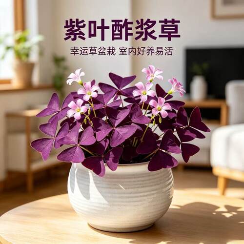 紫叶酢浆草绿叶酢浆草幸运草盆栽