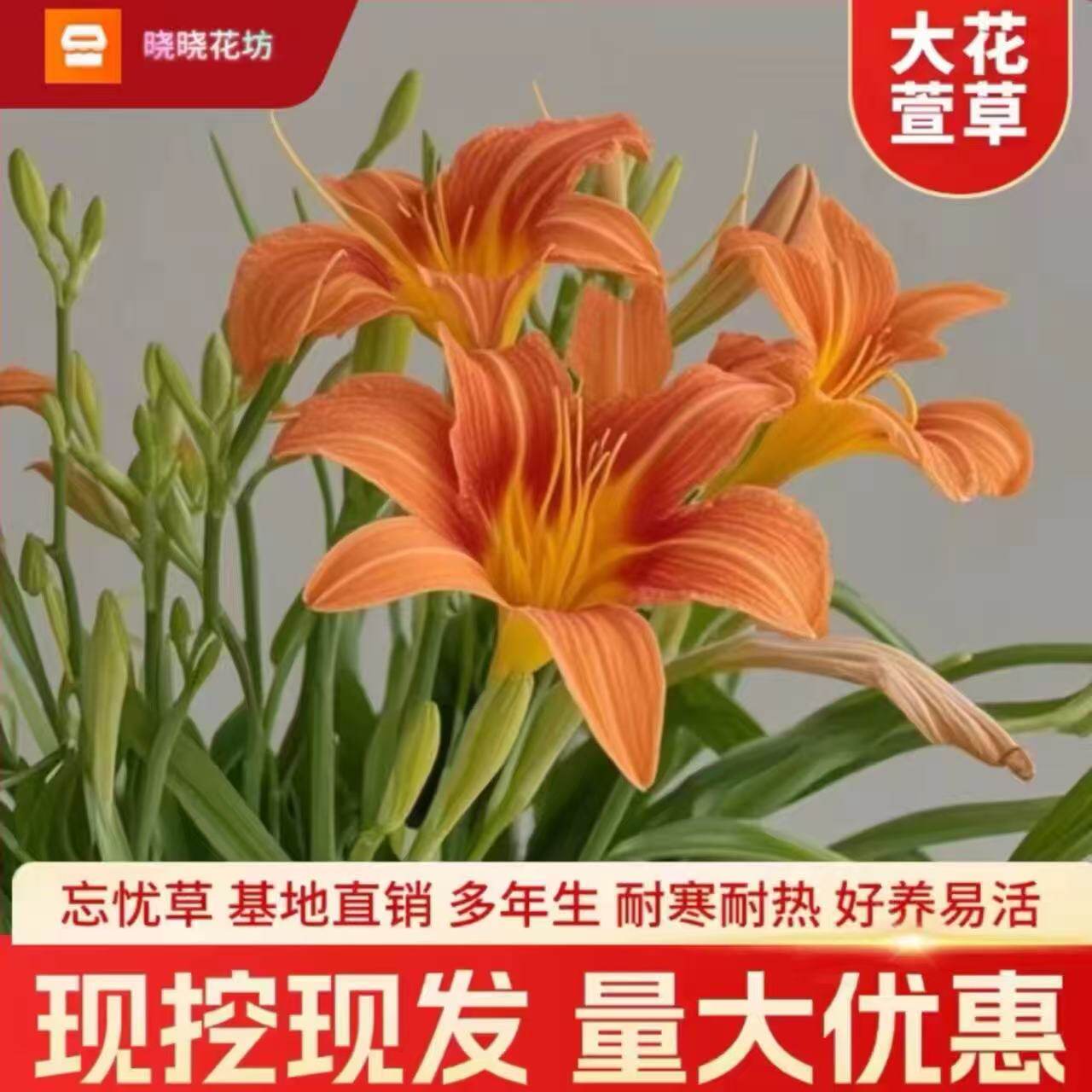 大花萱草忘忧草多年生耐寒耐热金娃娃萱草阳台盆栽庭院绿化花卉苗