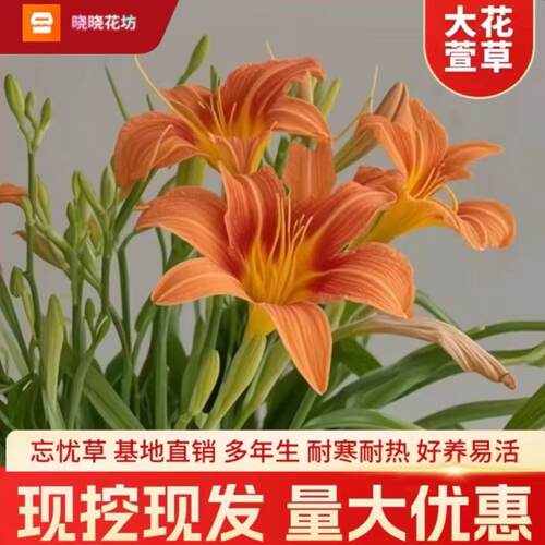 萱草花苗金娃娃多年生绿化花卉苗