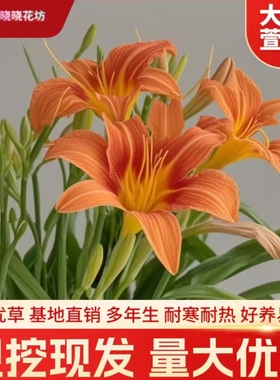 绿化大花萱草忘忧草宿根耐寒金娃娃萱草花苗地被庭院阳台盆栽花卉