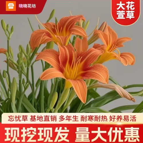 大花萱草金娃娃耐寒耐热多年生