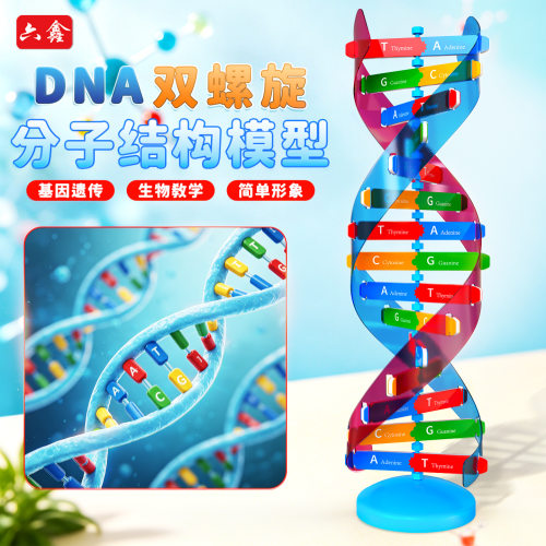 DNA双螺旋结构模型组件教