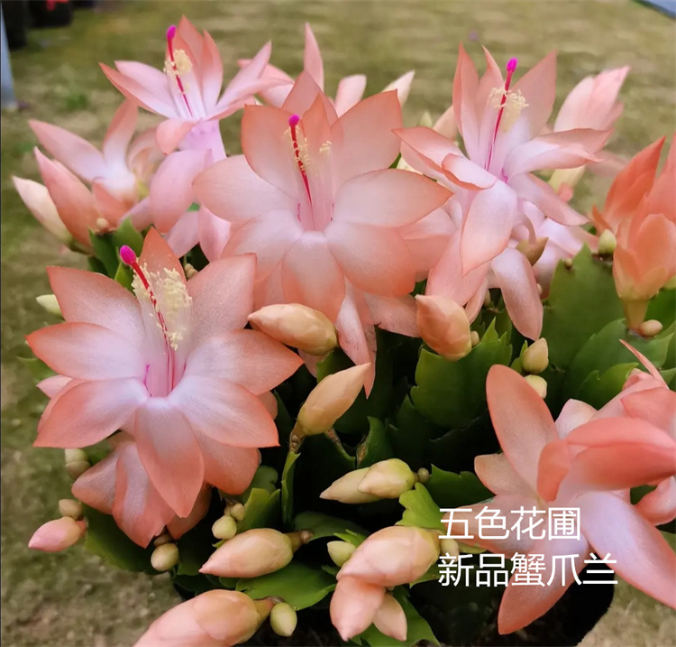 五色新品蟹爪兰海滨室内入秋开花