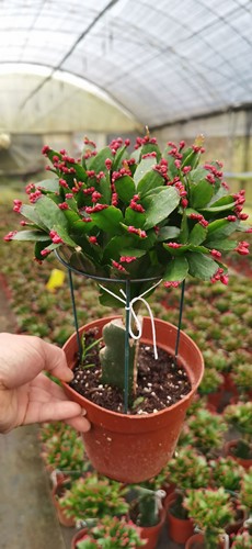 嫁接假昙花蟹爪兰多色原盆带土蟹爪莲室内仙指兰花期3月到5月之间