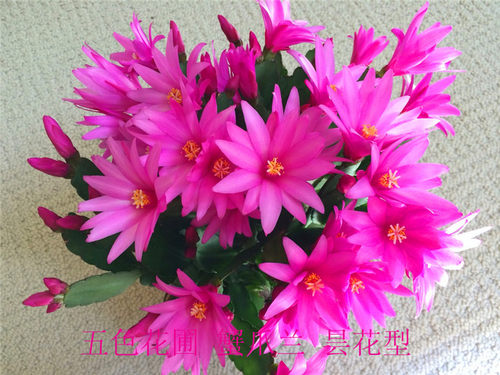 新品蟹爪兰假昙花仙指兰原盆五色