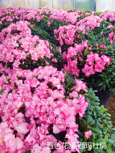 精品西玛杜鹃盆栽四季开花杨梅红樱桃红小桃红原盆带土杜鹃花苗