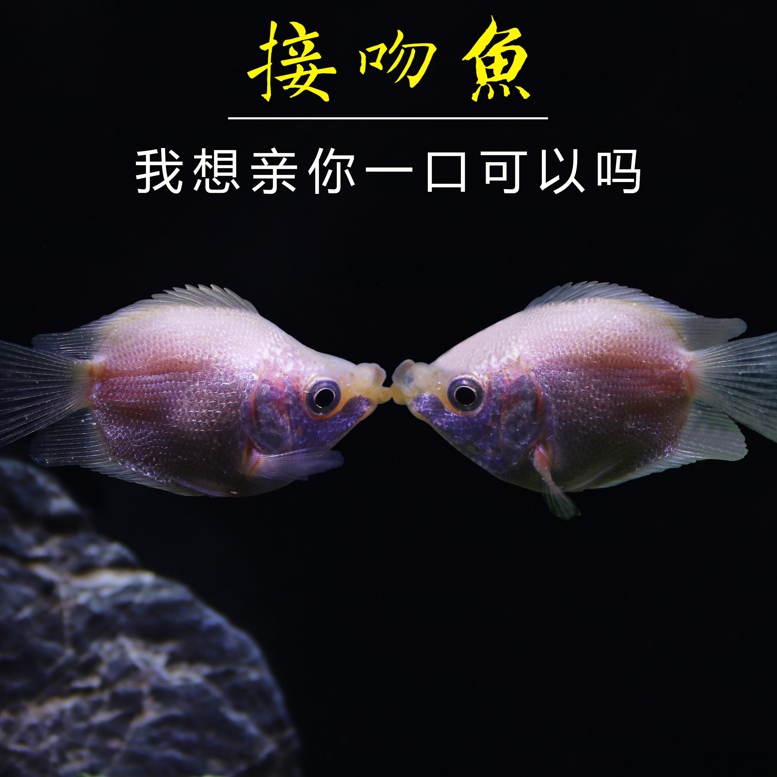 包邮接吻鱼活体亲嘴鱼宠物鱼热带鱼观赏鱼萌萌哒鱼缸水族箱观赏鱼