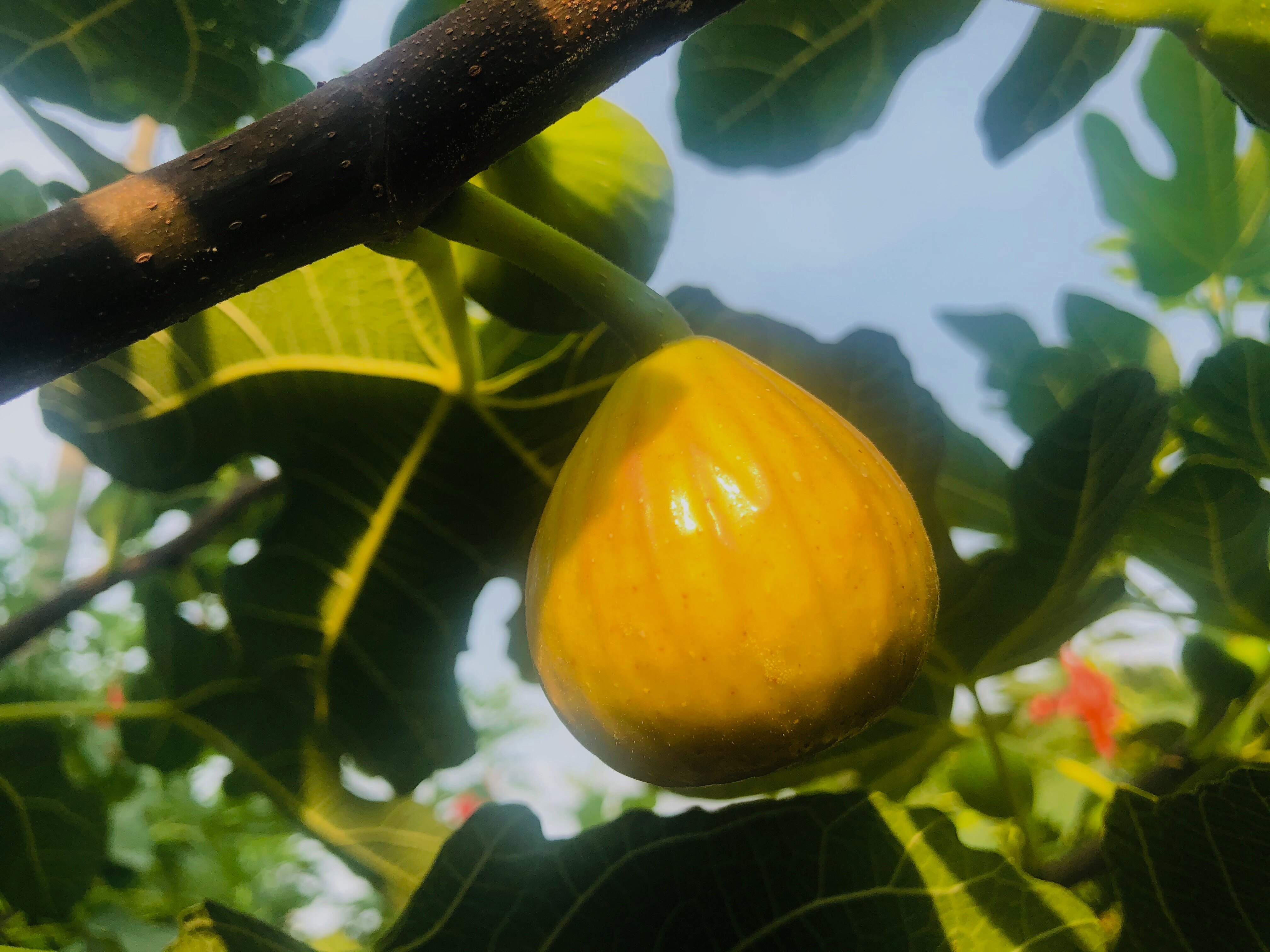 新鲜无花果丰产黄广东乐昌现摘现发当季特产水果软糯清甜顺丰孕妇