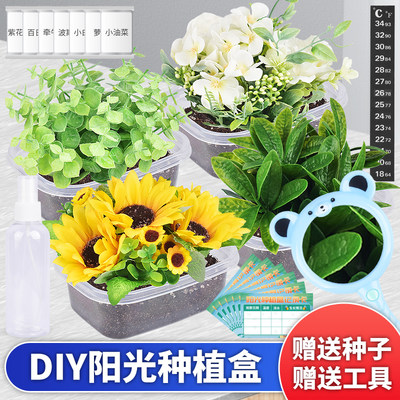 阳光种植盒赠送种子赠送工具