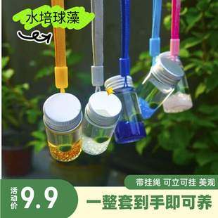 海藻球marimo马里莫微景观生态瓶宠物水藻绿植桌面创意摆件礼物