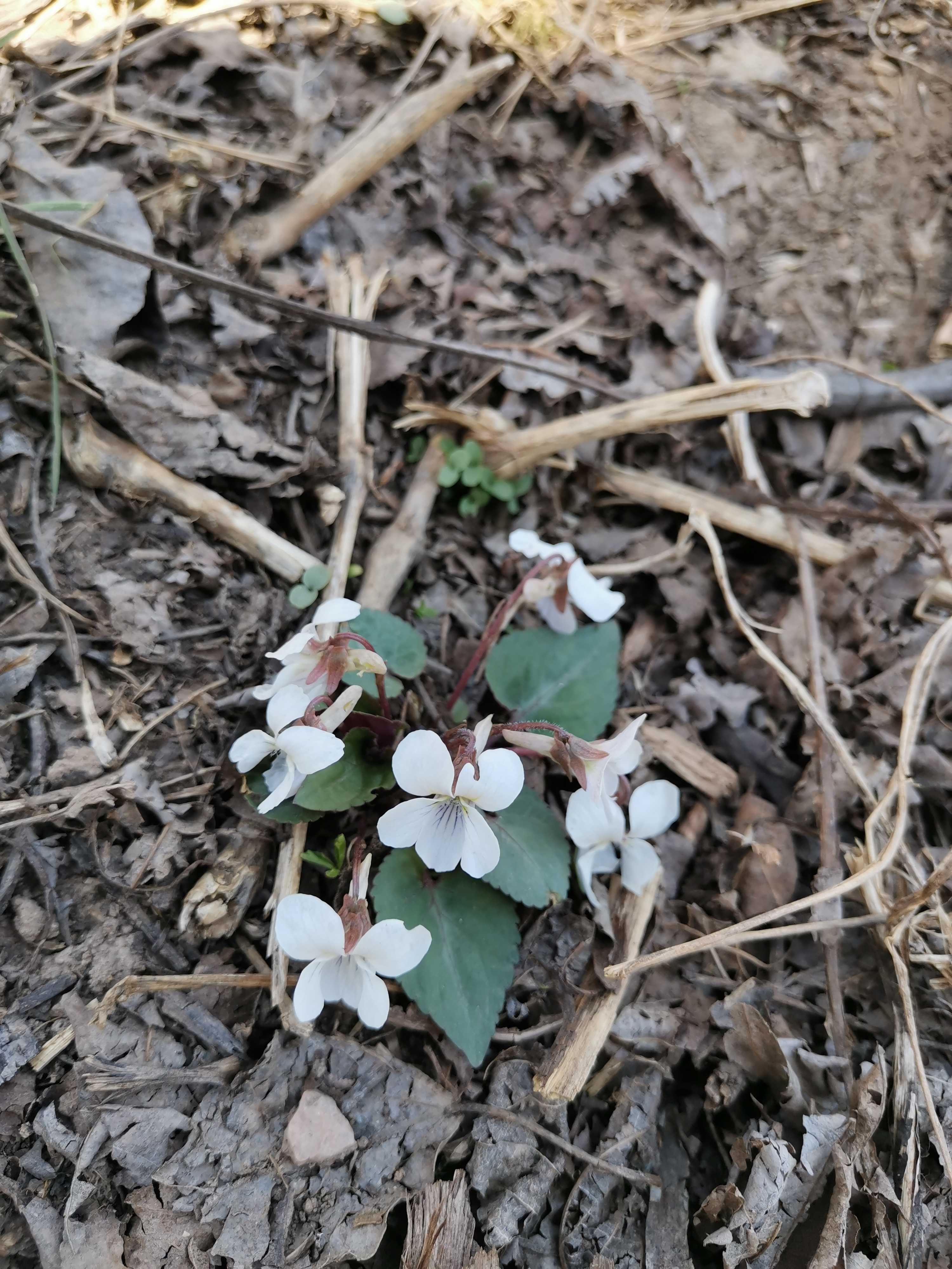 秦岭新奇小野花白花堇菜早春花卉