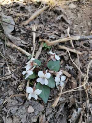 秦岭新奇小野花 白花堇菜 早春花卉