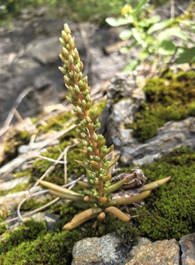 秦岭新奇小野花秦岭瓦松包活包对版药用观花植物秦岭原生多肉植物