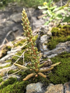 秦岭新奇小野花秦岭瓦松包活包对版药用观花植物秦岭原生多肉植物