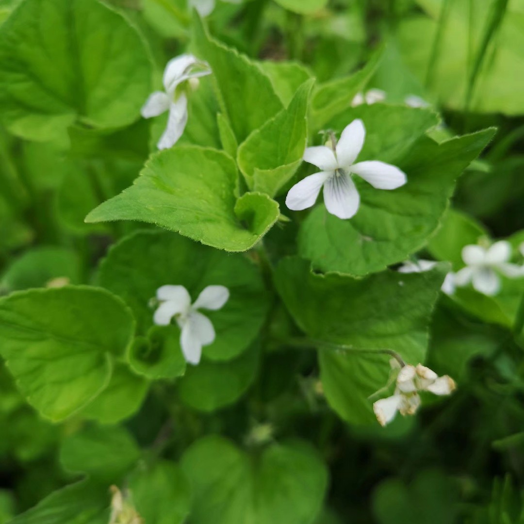 秦岭新奇花草鸡腿堇菜白花堇菜