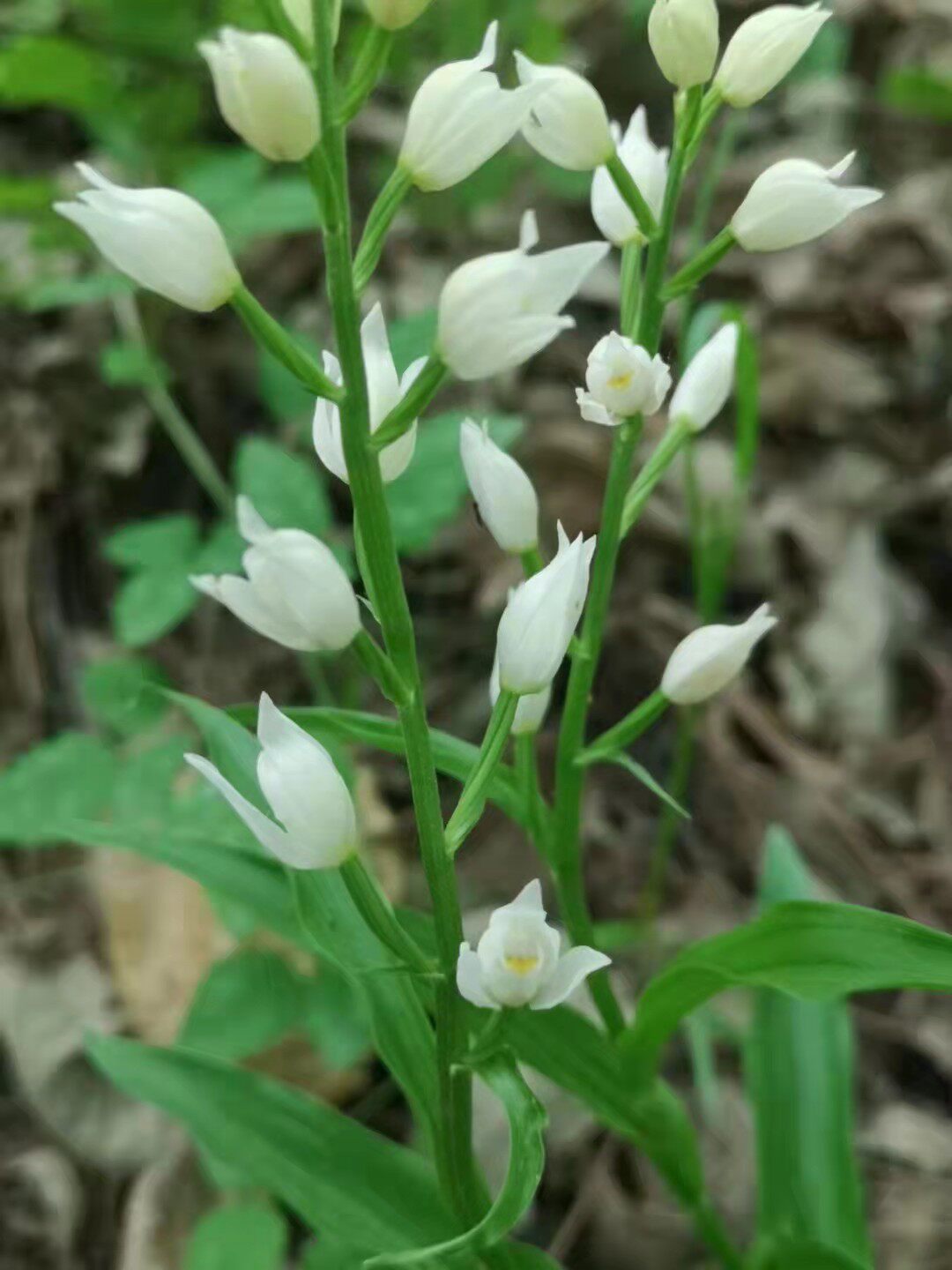 新奇兰科植物 白花银兰 素心兰
