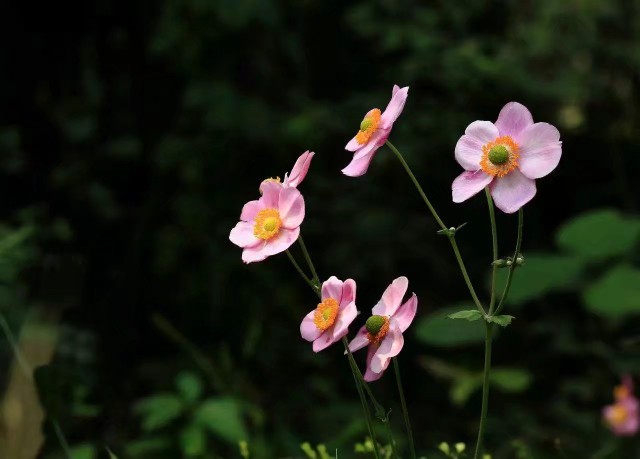 山棉花 野棉花种苗 秋牡丹苗子多年生宿根花草庭院阳台花卉