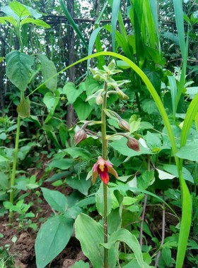 新奇兰科植物 银兰Cephalanthera erecta头蕊兰属