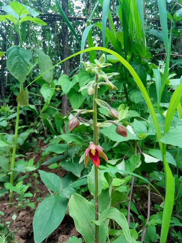 新奇兰科植物 银兰Cephalanthera erecta头蕊兰属
