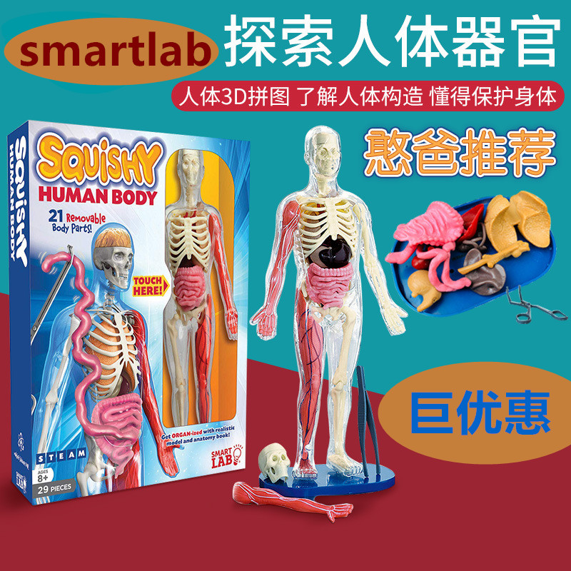美国人体器官内脏模型儿童益智