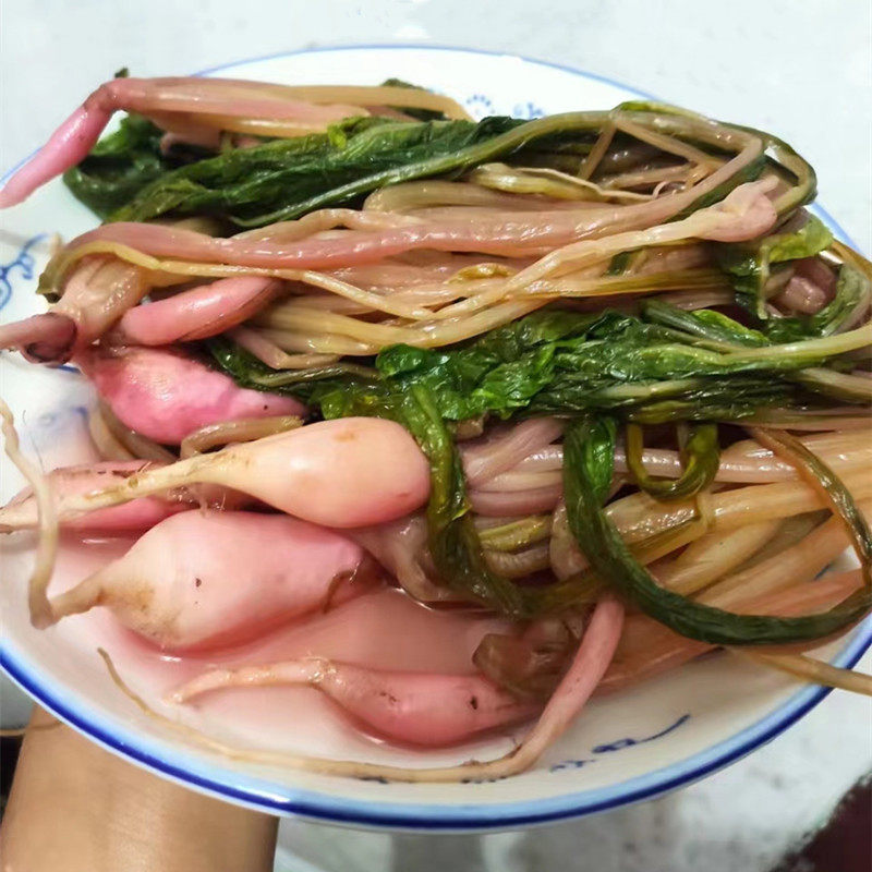 湖南溆浦萝卜菜酸菜新鲜白菜酸雪里红菜酸菜 怀化特色下饭菜湘菜