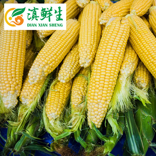 云南农家自种新鲜甜脆水果蔬菜