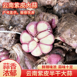 滇鲜生云南本地新鲜紫皮大蒜头新鲜蔬菜蒜头籽农家自种多瓣大蒜