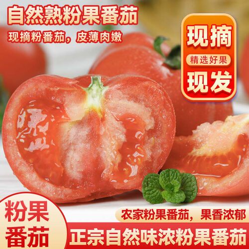 云南农家露天自然熟现摘番茄多汁