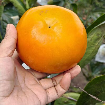 甜脆柿子5斤大果茂名信宜大成北梭富有甜柿特产新鲜水果现摘现发