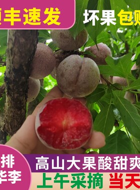 正宗信宜钱排三华李新鲜现摘三华李5斤精品大果水果红心李子