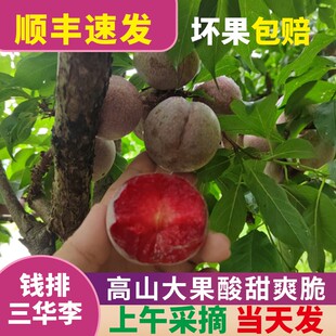 正宗信宜钱排三华李新鲜现摘三华李5斤精品大果水果红心李子