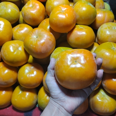 甜脆柿子5斤大果茂名信宜大成北梭富有甜柿特产新鲜水果现摘