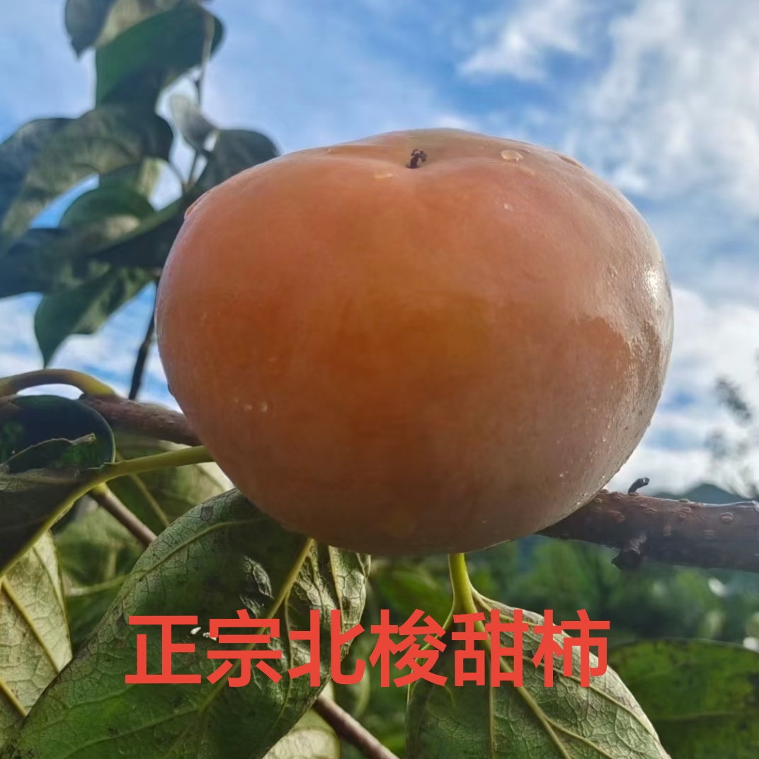 大成北梭甜脆柿子新鲜现摘水果