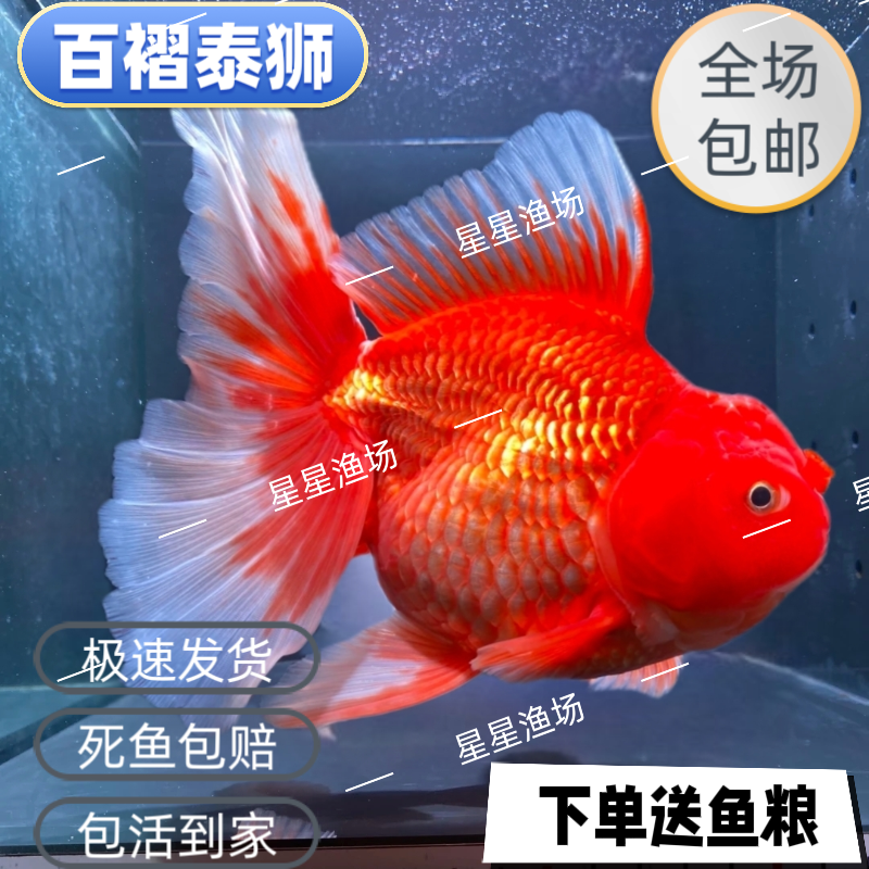 精品百褶泰狮淡水泰狮鱼苗