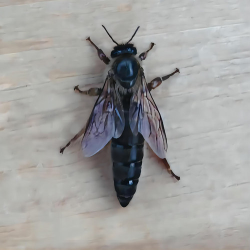 阿坝一代中蜂蜂王高产优质强群