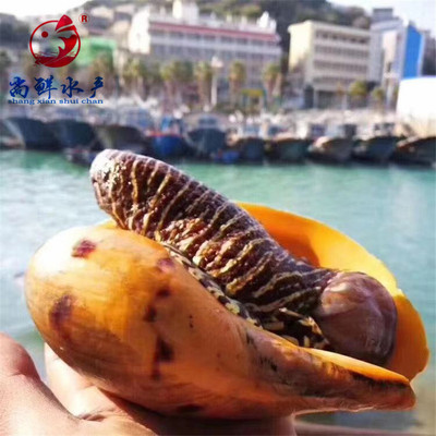 「尚鲜」东山岛船冻油螺黄螺椰子螺 红螺 1-3个/5斤 全国包邮