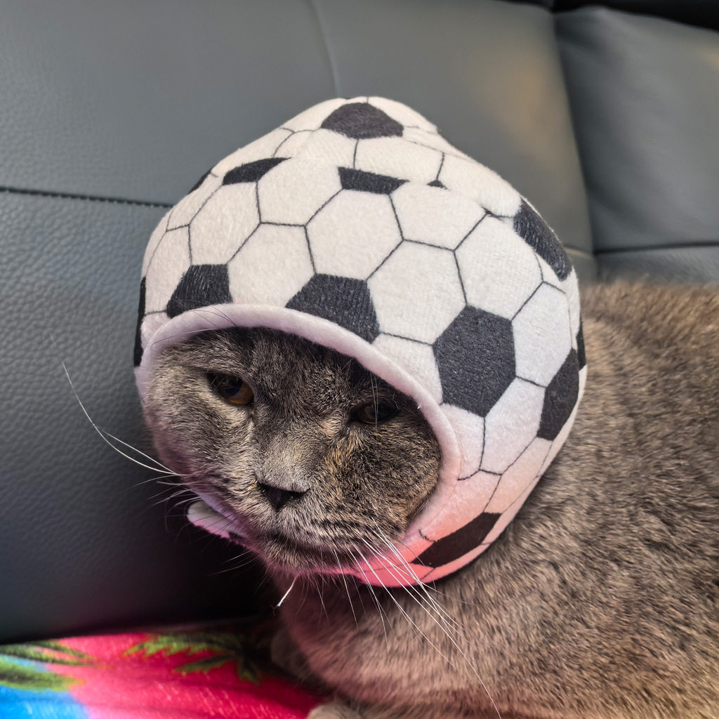万圣复合节猫咪狗变身拍照印花仿真足篮球宠物帽子假发头饰卡通