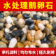 溪流石鱼缸底砂造景专用天然溪流砂鹅卵石龟缸水族箱免洗原生底沙