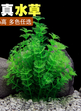 鱼之家厂家直销鱼缸装饰造景水族箱布景仿真水草塑料价水草CU01N