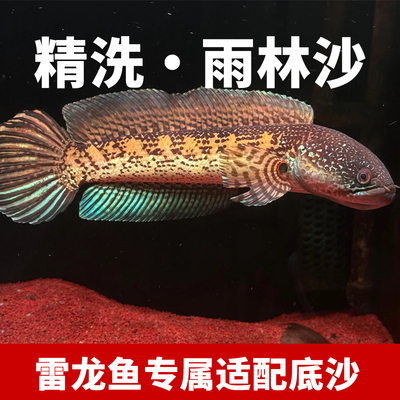 免洗清灰热带雨林沙鱼缸底砂南美雷龙造景青红沙棕黑鼠沙埃及七