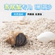 白珊瑚沙天然垫材寄居蟹专用菲律宾砂原生贝壳沙海缸三湖小丑鱼沙