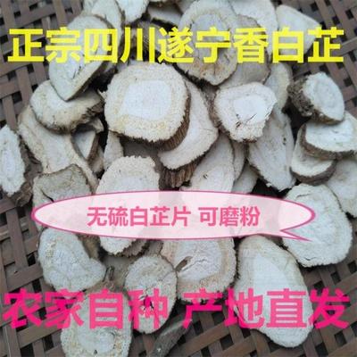 道地中药材白芷片卤料可磨粉无硫