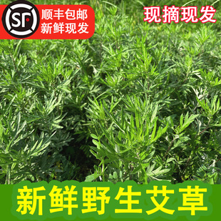 野生新鲜艾草艾蒿野菜青团粑粑清明果嫩艾叶艾米果现摘食用艾叶