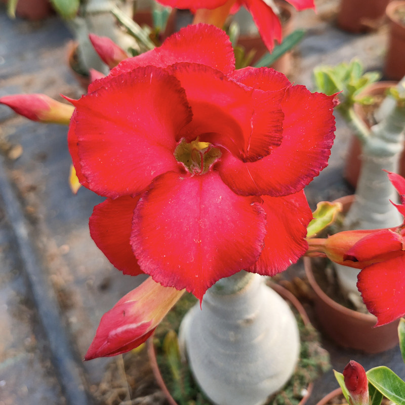 沙漠玫瑰喜阳耐旱多色老桩夏季庭院木本花卉盆栽好看带花苞植物