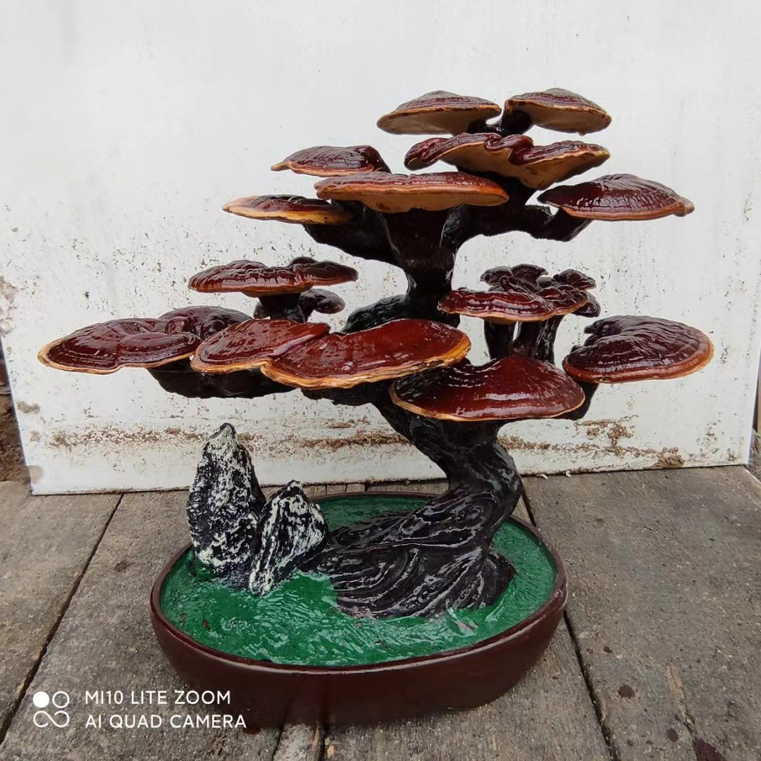 观赏艺术灵芝盆景山东灵芝种植基地. 大中小型灵芝盆景