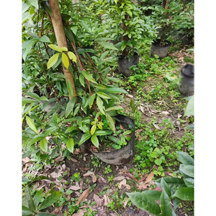 鸡血藤 细叶常春油麻藤牛马藤 大血藤 成都园林绿化苗木 藤本植物